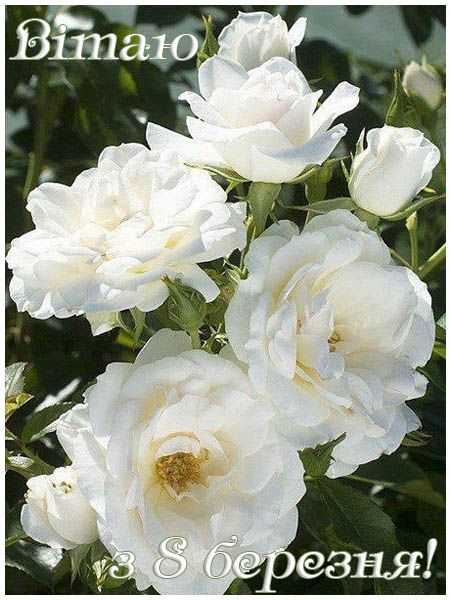 Привітання з 8 Березня у прозі